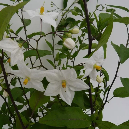 SOLANUM JASMINOIDES. Le pot de 7 litres