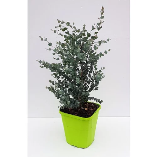 Eucalyptus Gunnii Azura bleu en pot de 8 L