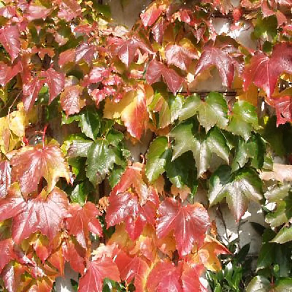 2 x Vigne vierge Japonaise | Parthenocissus 'Veitch Boskoop' – 50 – 60 cm pot