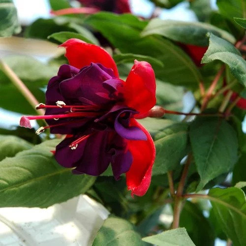 Fuchsia 'Dollarprinzessin' - Le pot de 2 litres