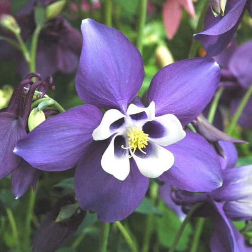 Ancolie spring magic bleue en pot de 2 L