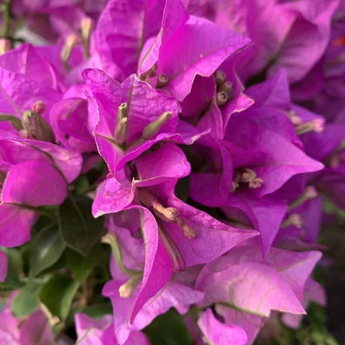 Bougainvillée (Bougainvillea). Le pot de 25 litres