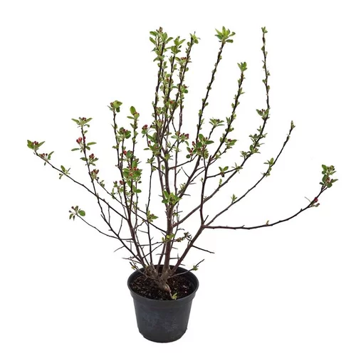 Pommier à fleurs (Malus Everest). Le pot de 5 litres