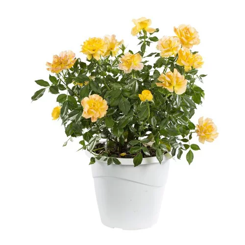 Rosier Buisson Miniature - Le pot de 3 litres