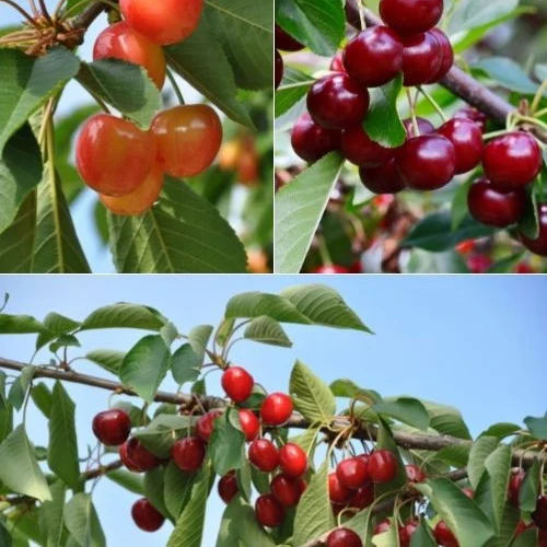 Collection de Cerisiers : Bigarreau Napoléon, Van, Summit Prunus avium napoléon, van, summit