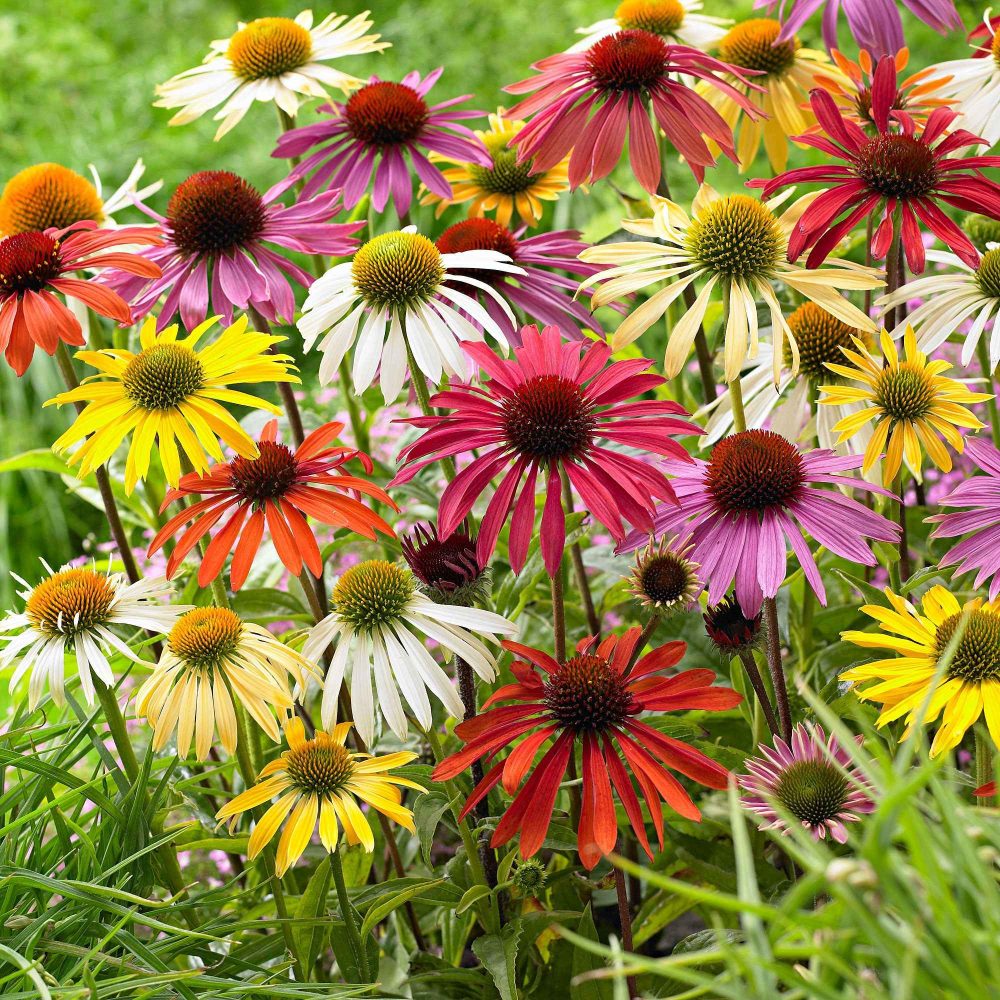 10 Rudbeckias et Echinacées en mélange Echinacea purpurea, Rudbeckia Goldsturm