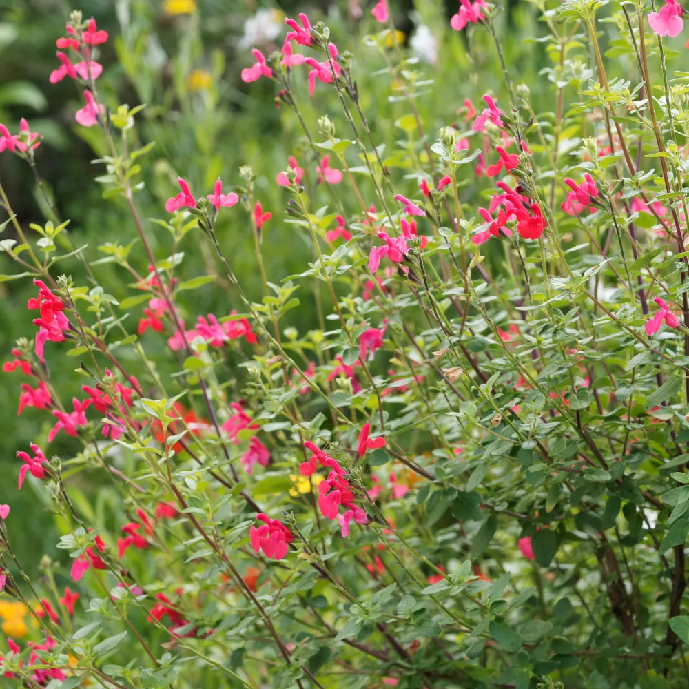 Sauge arbustive Grahamii Salvia microphylla (grahamii)