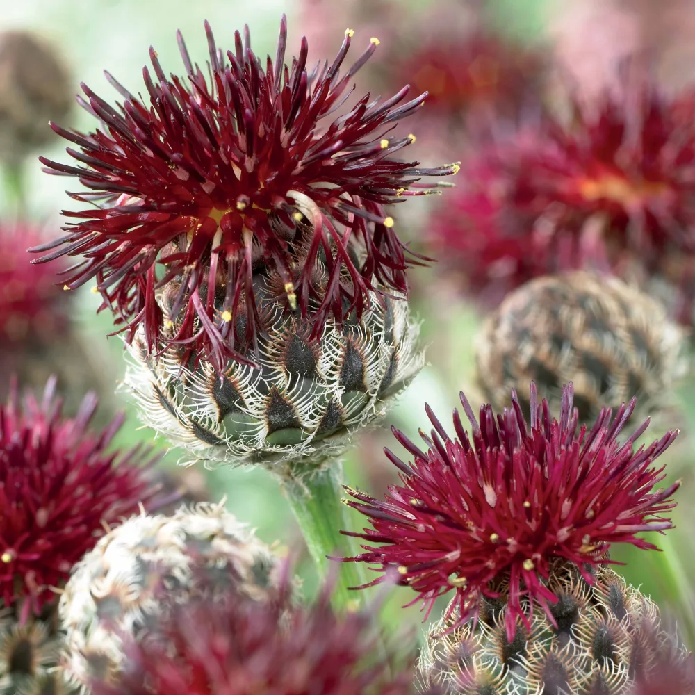 Centaurée pourpre Centaurea atropurpurea