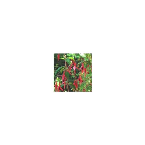 Fuchsia vivace - Le pot de 5 litres