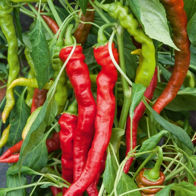 Piment Doux très long des Landes Capsicum annuum doux très long des landes