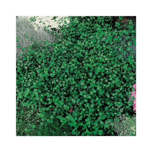 Muehlenbeckia axillaris en pot de 3 litres