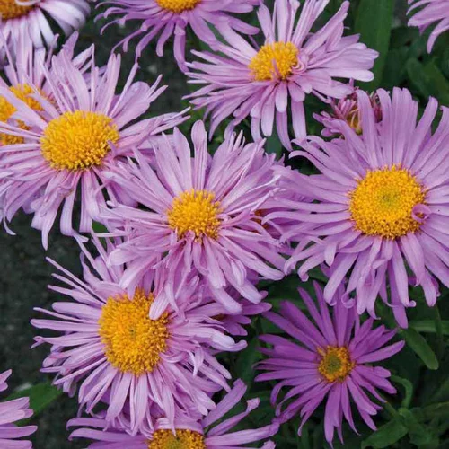 Aster des Alpes rose - Le pot de 9 x 9 cm