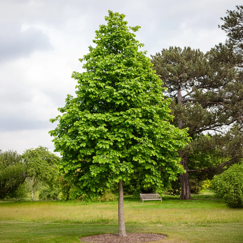 Noisetier de Byzance Corylus colurna