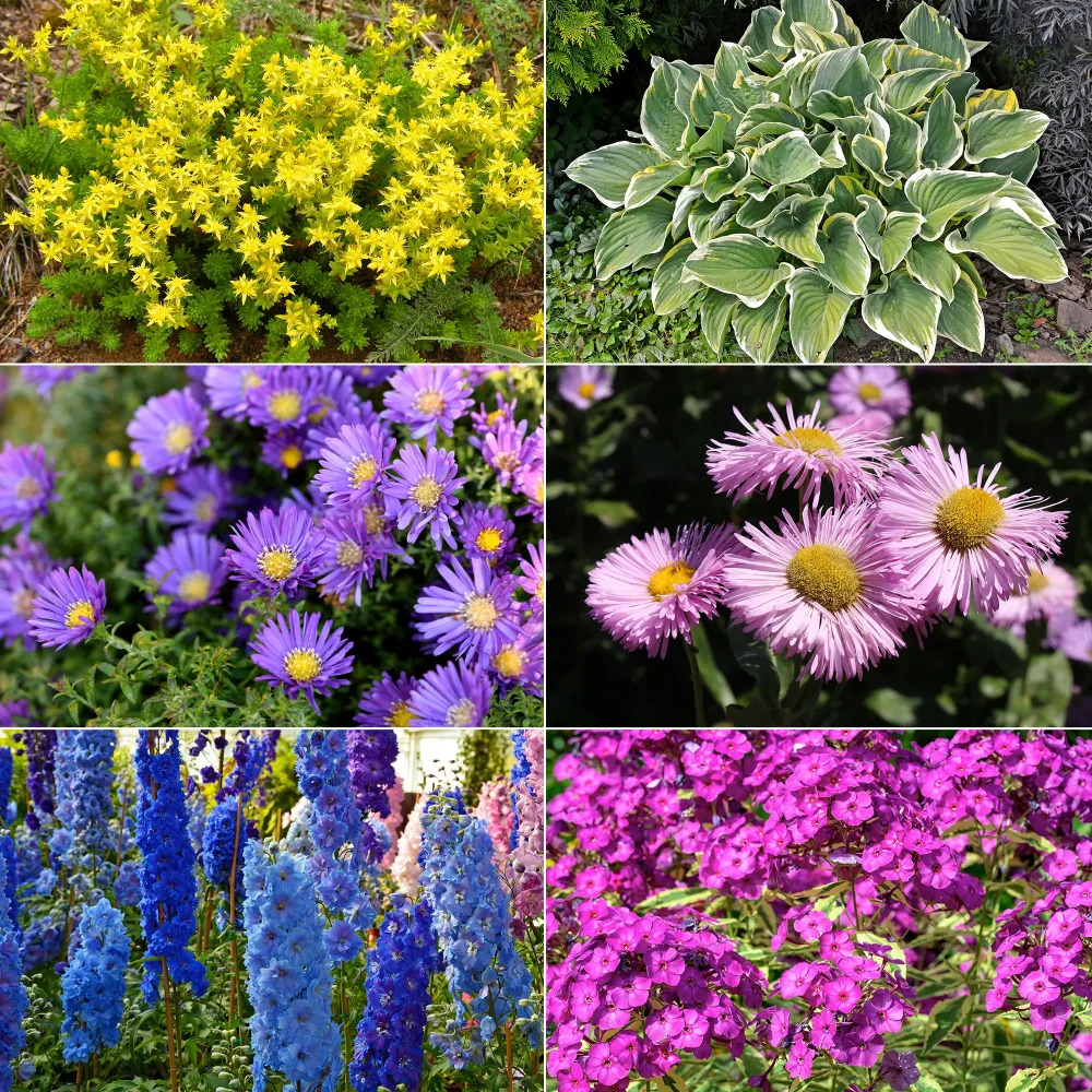 Collection variée de 12 plantes vivaces - 2 m² Sedum acre, Hosta, Aster, Erigeron speciosus Rosa Jewel, Delphinium, Phlox paniculata, Thymus serpyllum, Sedum spurium, Incarvillea Delavayi, Achillea , Gypsophila paniculata, Lupinus