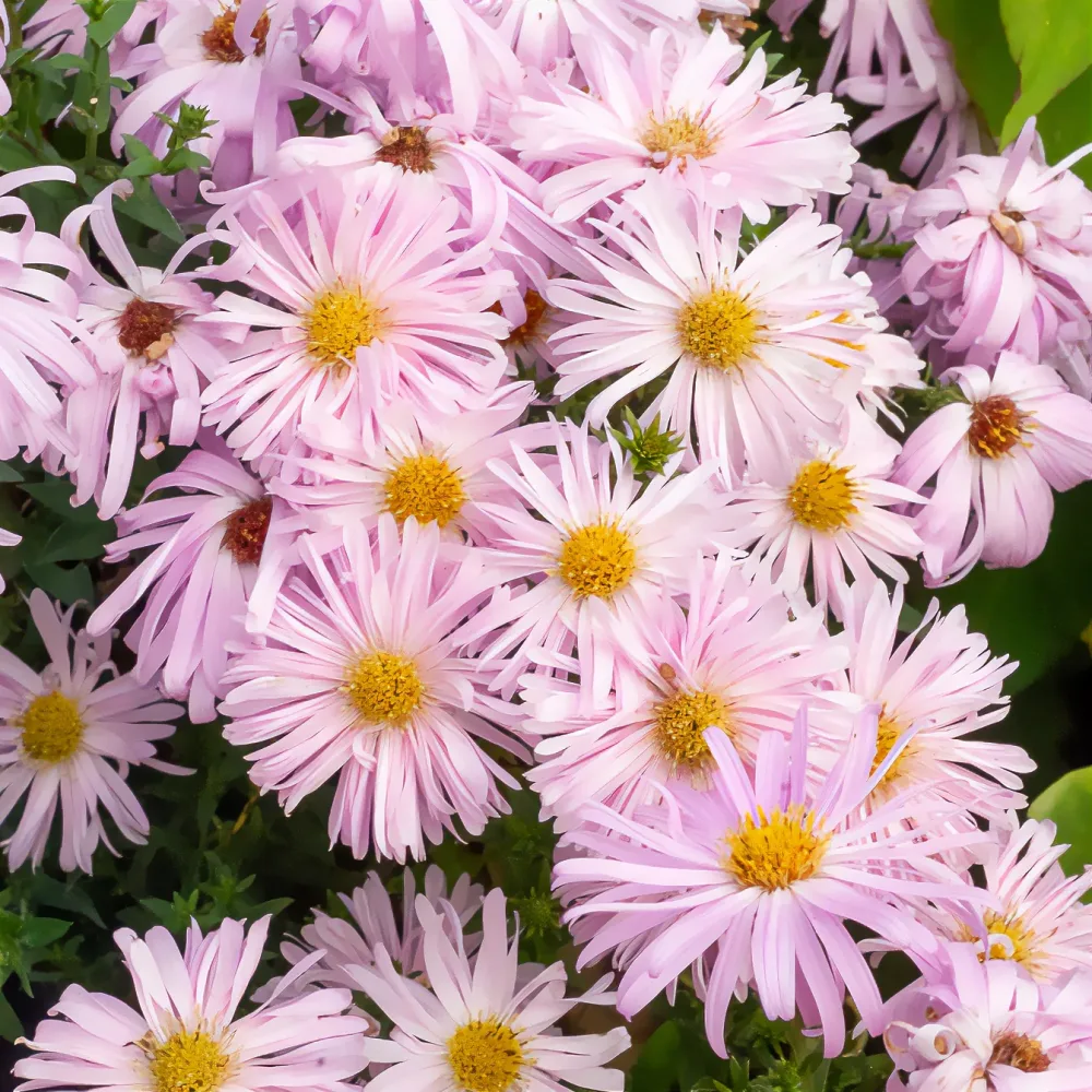 Aster grand d'automne Fellowship Aster novi-belgii fellowship