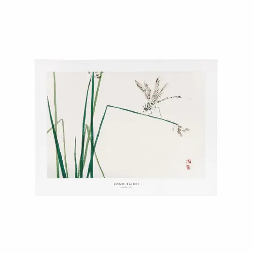 Affiche libellule - 30 x 40 cm