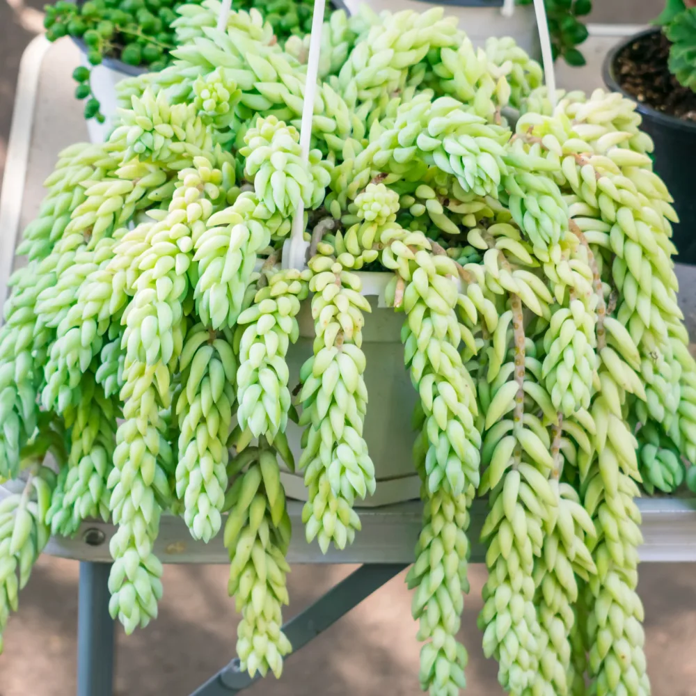 Sedum burrito Sedum burrito
