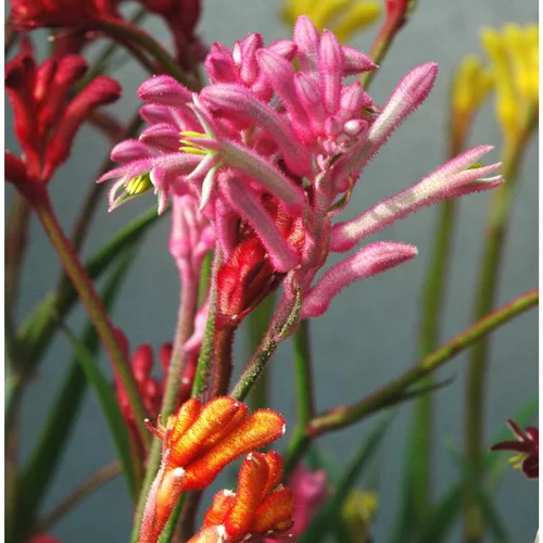 Anigozanthos ou Patte de kangourou rouge à fleurs multicolores - Le pot de 2 litres