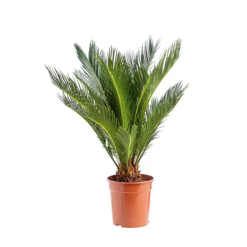 Cycas Revoluta pot Ø19xH60/80 cm