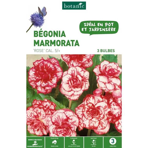 Bégonia Marmorata rose botanic® - 3 bulbes