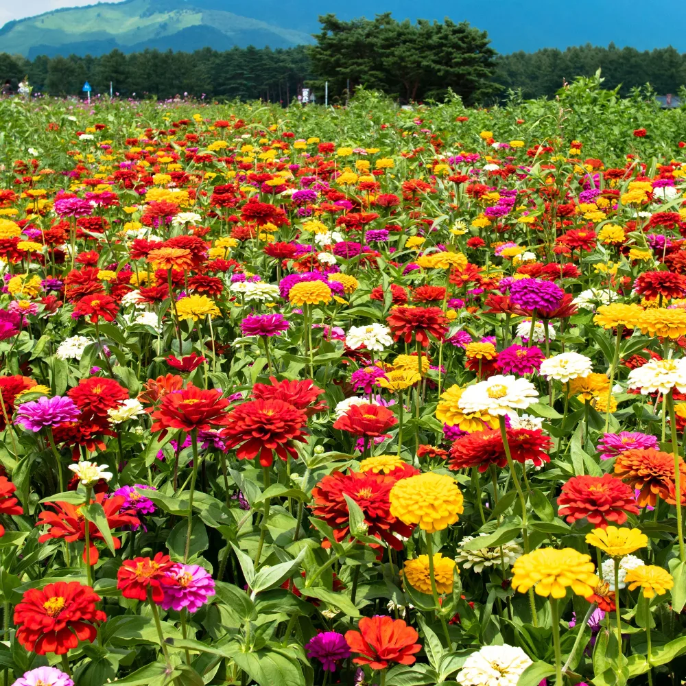 Zinnias à fleurs de dahlia en mélange Zinnia elegans