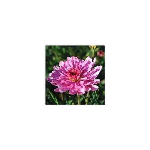 Anthemis tige - Le pot de 11 litres