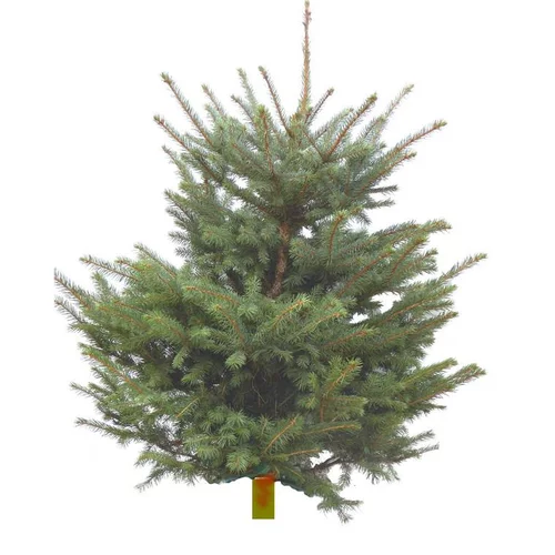 Sapin de Noël naturel coupé Pungens - de 120 à 150 cm