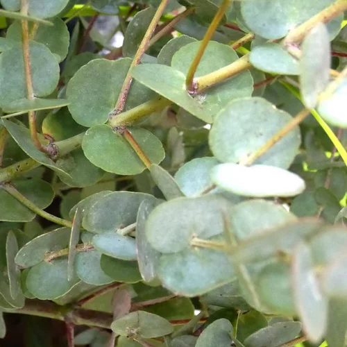 Eucalyptus - Le pot de 1 litre