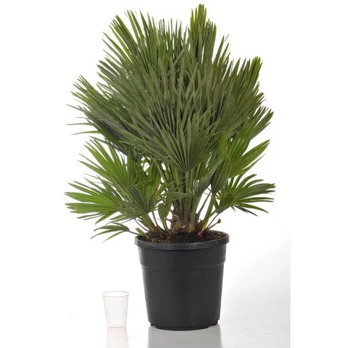 Chamaerops Compacta (palmier éventail) 60/70 en pot de 15 L vert