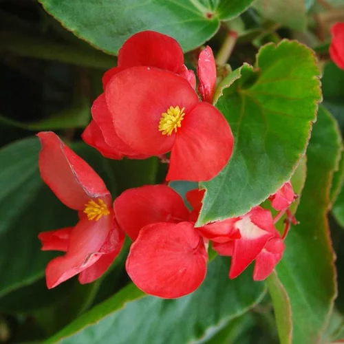 Bégonia Dragon Wing à fleurs rouges - Le pot Ø 13 cm