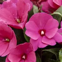 Impatiens de Nouvelle Guinée - Le pot de 1 litre
