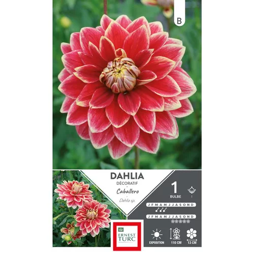 Dahlia décoratif Caballero rouge bord jaune Ernest Turc - 1 bulbe