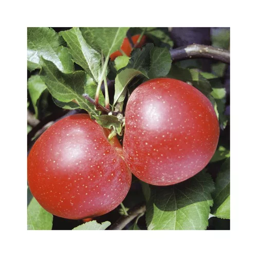 Pommier Reinette Grise Du Canada. Le pot de 12 litres forme 1/2 tige