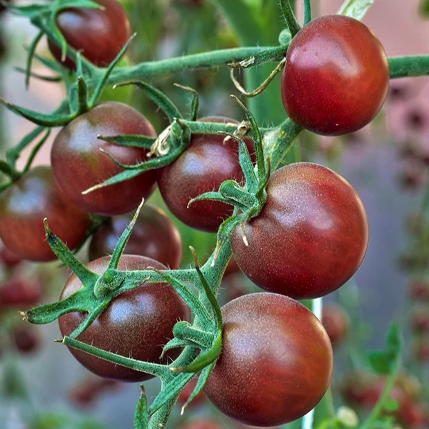 Tomate cerise Chocolate Cherry Solanum lycopersicum chocolate cherry