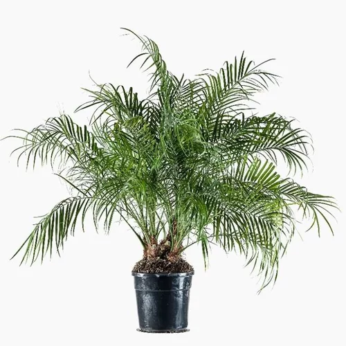 Palmier Phoenix Roebellini 50/80 cm
