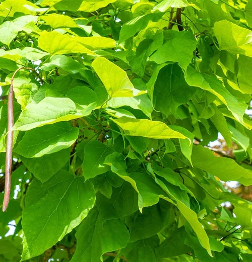 Catalpa Boule. Le pot de 30 litres