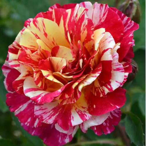 Rosier Maurice Utrillo® Delstavo coloris rose