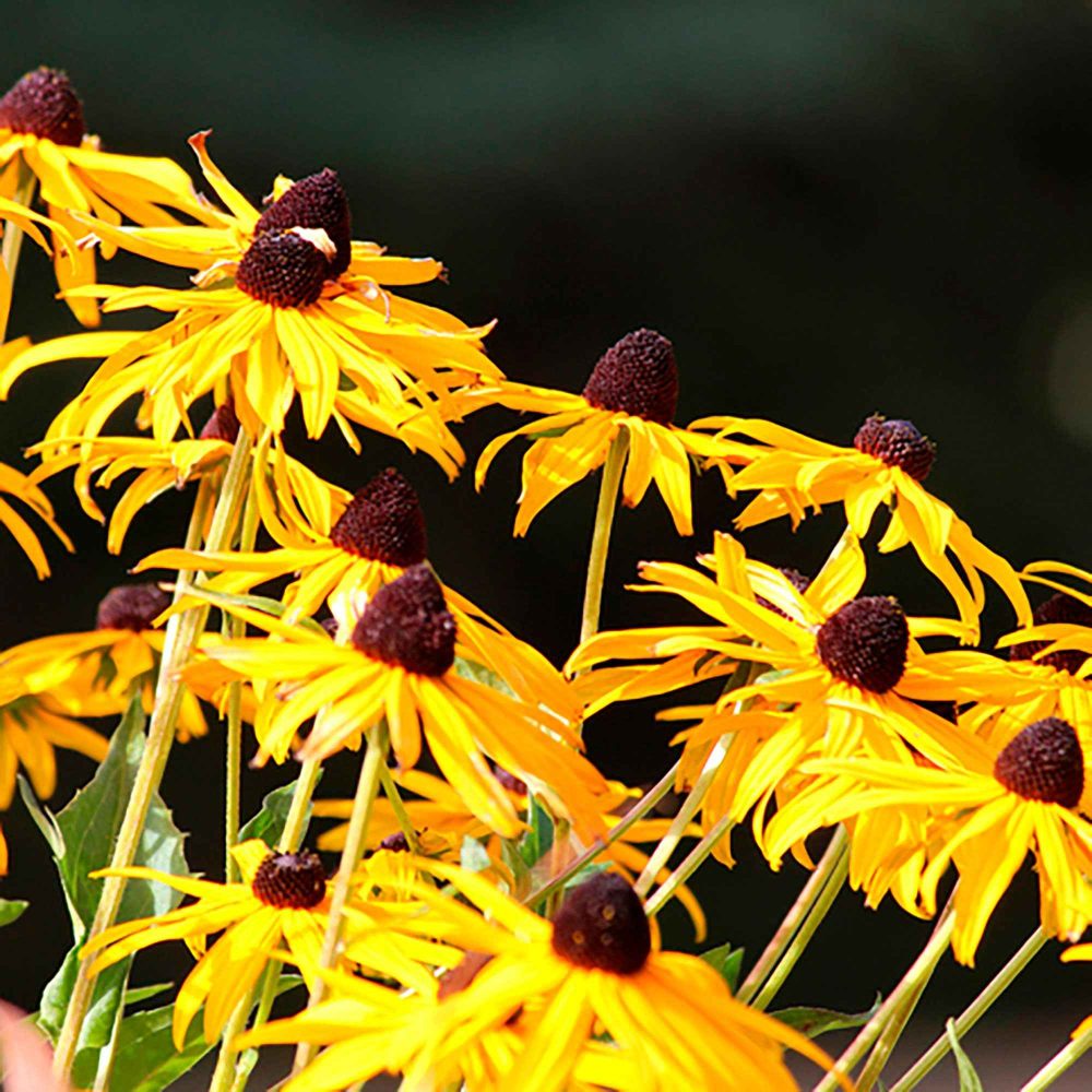 Rudbeckia Goldsturm Rudbeckia fulgida Goldsturm