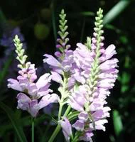 Physostegia Virginiana - Le pot de 10,5 cm