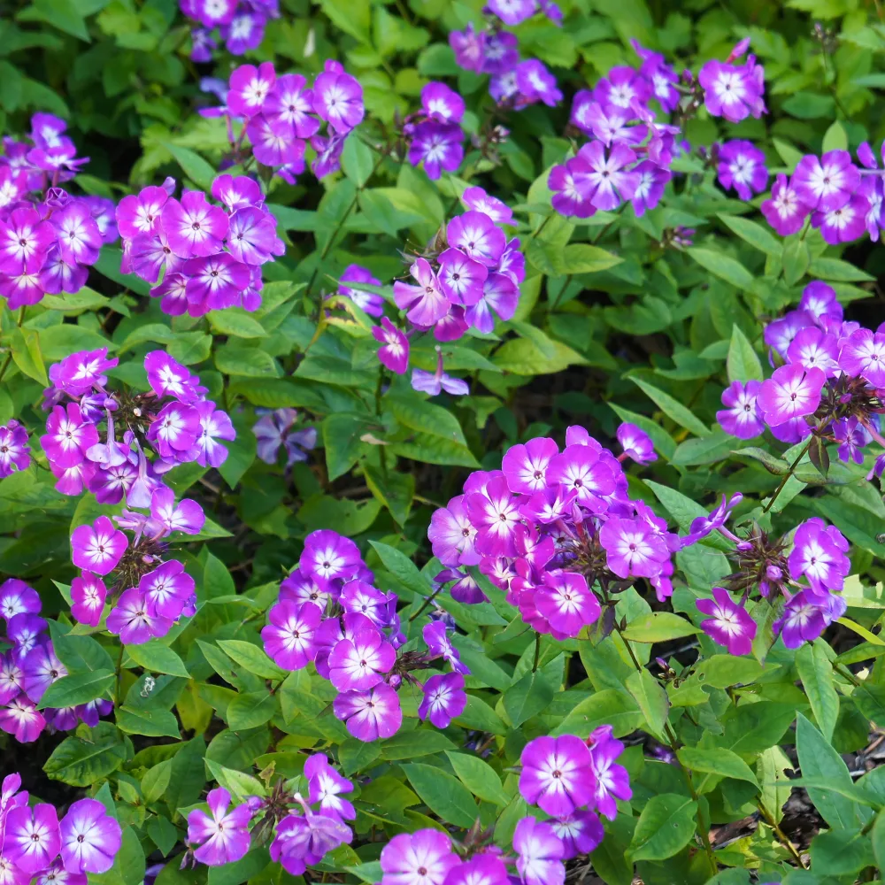 Phlox paniculé Uspech Phlox paniculata Uspech