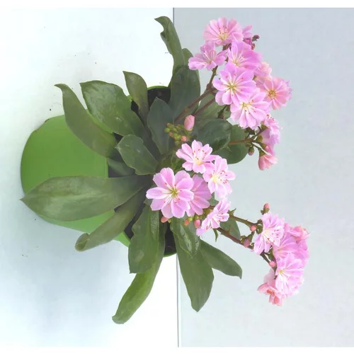 Lewisia Cotyledon - Le pot diam 12 cm