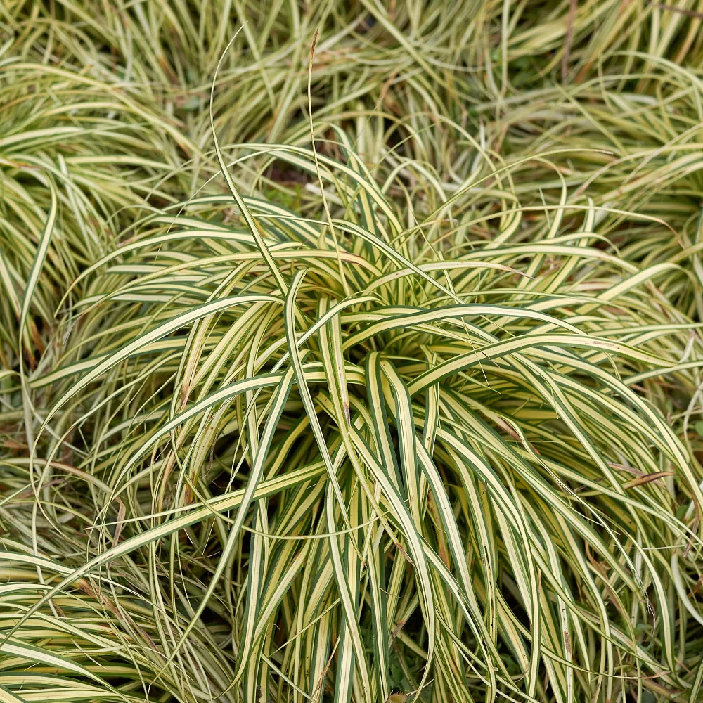 Laîche d'Oshima Evergold - Carex Evergold Carex oshimensis Evergold