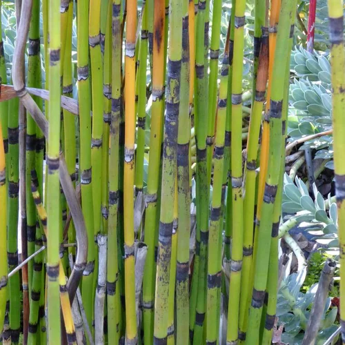Equisetum Japonicum - Le pot de 3 litres