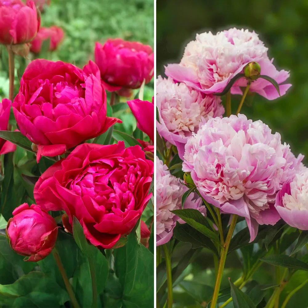 Duo de Pivoines rouges et roses Paeonia lactiflora Sorbet, Karl Rosenfield