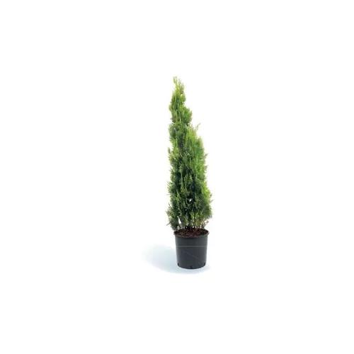 THUYA ORIENT.PYRAMIDALIS AUREA