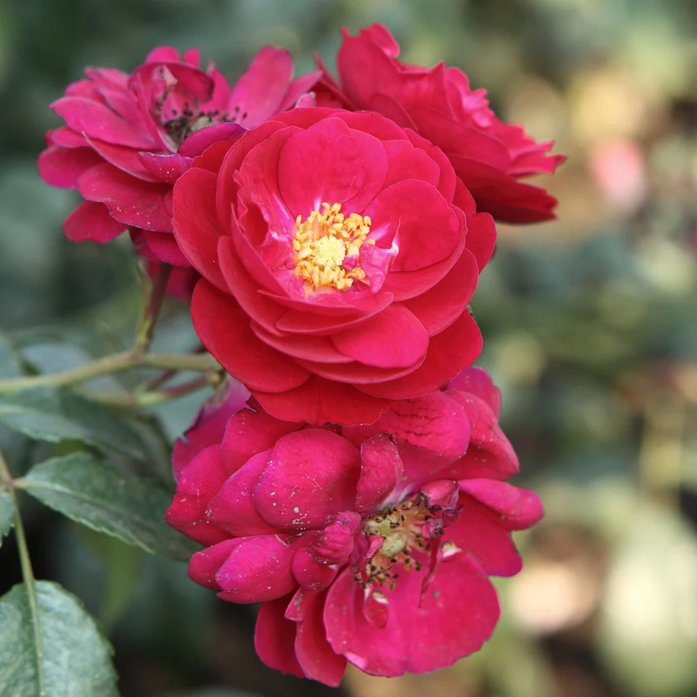 Rosier Starlet-Rose Lola ® Rosa starlet-rose lola ®