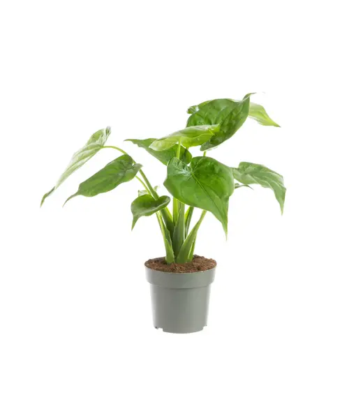 Alocasia cucullata (Oreilles d'éléphant ou Main de Bouddha) vert. Le pot Ø 17 cm