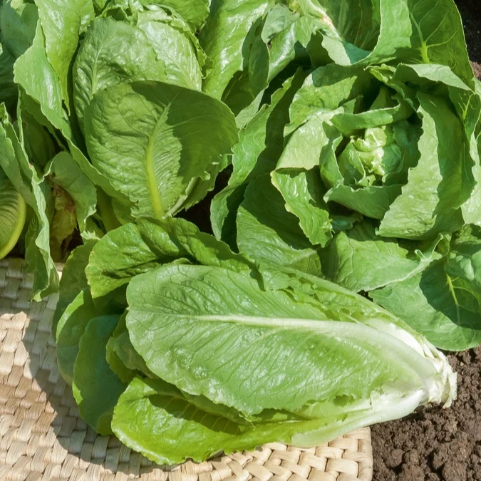 Laitue romaine Blonde maraîchère Lactuca sativa blonde maraîchère