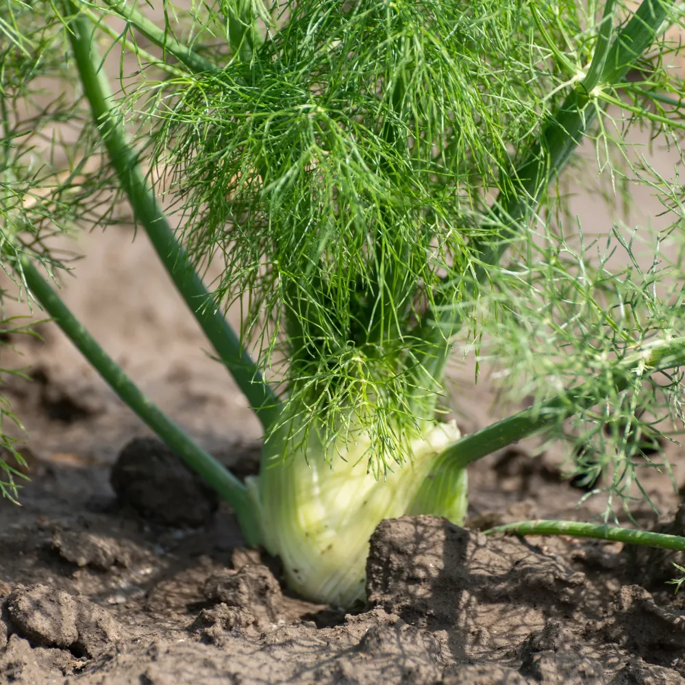 Fenouil commun Foeniculum vulgare