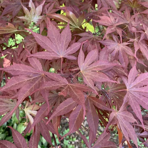 Érable du Japon Atropurpureum rouge. Le pot de 5 litres